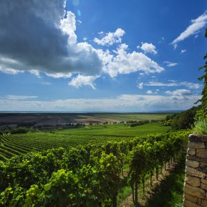 Blick vom Kirschgarten