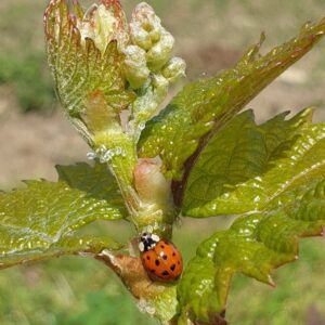 Biodiversität