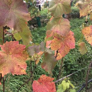 Herbstblätter