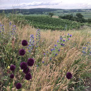Landschaft