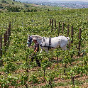 Pferd im Weingarten