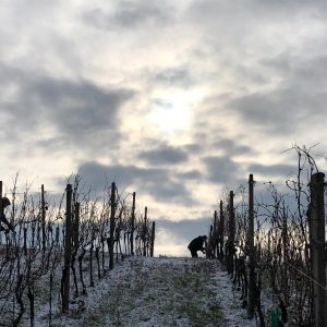 Rebschnitt am Buschenberg