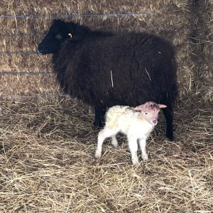 Just Born